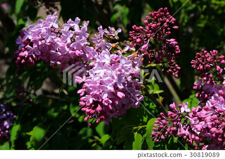盛開的淡紫色花 30819089