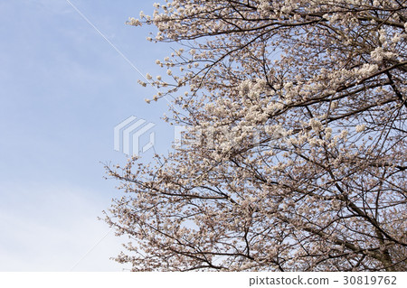 Cherry Blossoms	 30819762