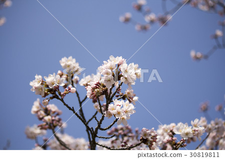 Cherry Blossoms	 30819811