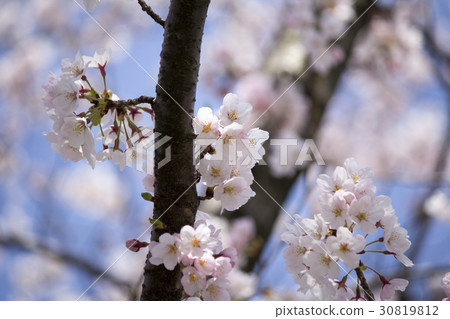 Cherry Blossoms Cherry Blossoms 30819812