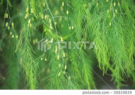 Asparagus flowers Asparagus flowers 30819839