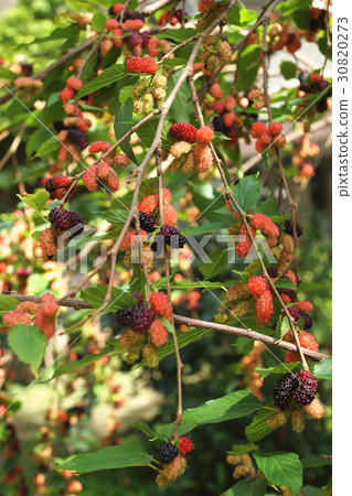 桑椹 桑椹 30820273