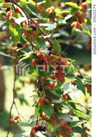 桑椹 桑椹 30820274