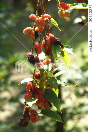 桑椹 桑椹 30820275