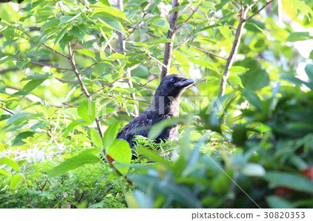 Crow's chick 30820353