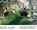Panda being eaten at Shanghai Zoo 5 30820407