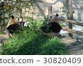 Panda 6 during meal at Shanghai Zoo 30820409
