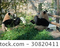 Panda 7 during meal at Shanghai Zoo 30820411