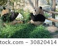 Panda being eaten at Shanghai zoo 8 30820414