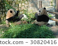 Panda being eaten at Shanghai zoo 9 30820416