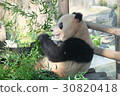 Panda 10 during meals at Shanghai Zoo 30820418