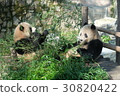 Panda 12 during meals at Shanghai Zoo 30820422