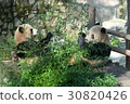 Panda being eaten at Shanghai zoo 14 30820426