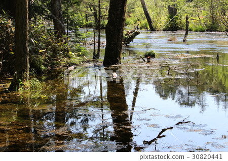 Kamikochi的鴨子 30820441