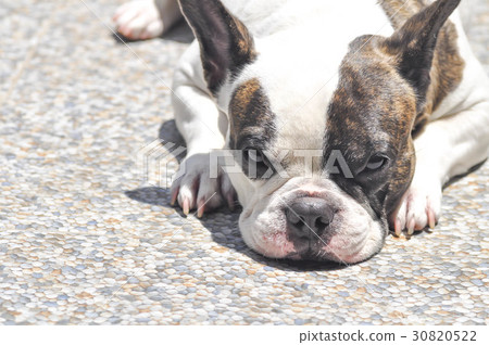 lie down French bulldog on the floor lie down French bulldog on the floor 30820522