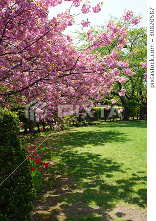 Sakura too beautiful Kanzan Sakura too beautiful Kanzan 30820587