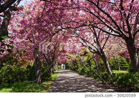 美麗的Kanzan的櫻花隧道 30820589