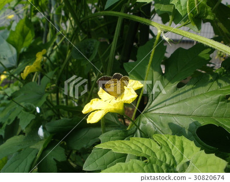 Shizukushi that sticks to the flowers of goya Shizukushi that sticks to the flowers of goya 30820674