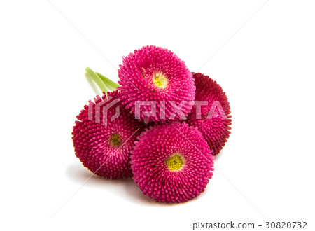 marguerite isolated 30820732