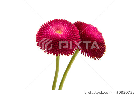 marguerite isolated 30820733