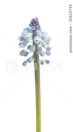 Bluebells flower (Grape Hyacinth armeniacum) 30820743