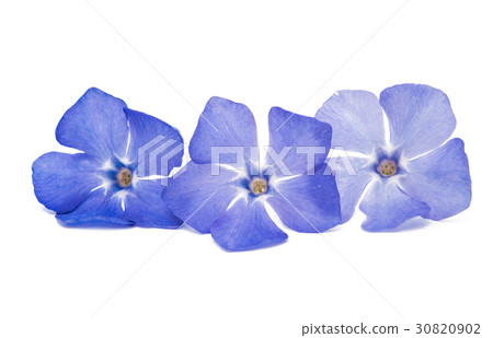 Flower vinca isolated Flower vinca isolated 30820902