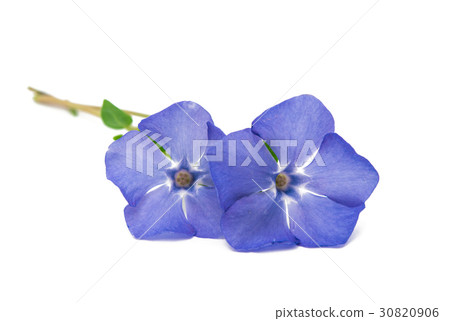Flower vinca isolated 30820906