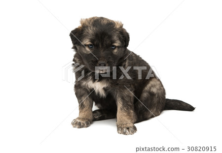 Puppy isolated Puppy isolated 30820915