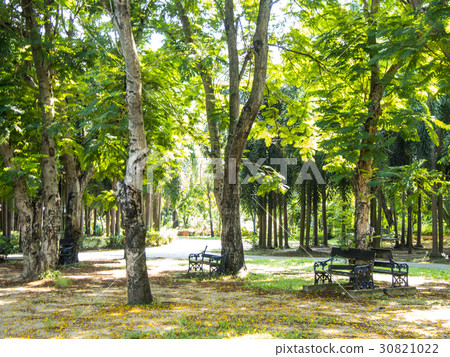 benches in the park benches in the park 30821022