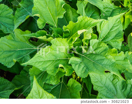 green leaf on the nature for background green leaf on the nature for background 30821023