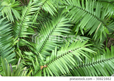 Green leaves Green leaves 30821662