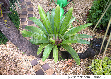 Bird nest fern, tropical fern growth on tree Bird nest fern, tropical fern growth on tree 30821663