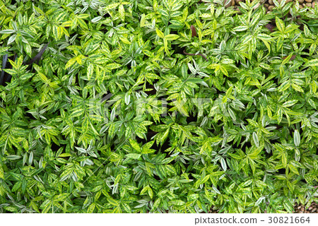 Green leaves 30821664