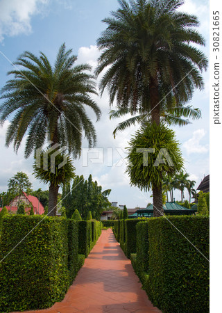Walk way in garden and palm trees Walk way in garden and palm trees 30821665