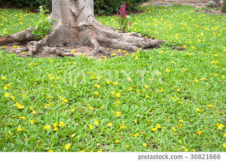 Little yellow flower on green leaves and root tree Little yellow flower on green leaves and root tree 30821666