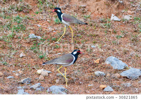 Red-wattled Lapwing -bird in Thailand. 30821865