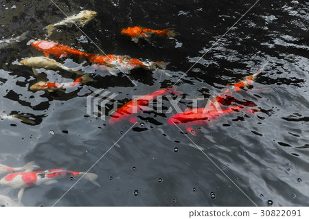 big fish in the water pond. Japan Fish 30822091