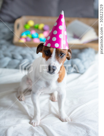 photo of cute jack russel terrier in Birthday hat 30822329