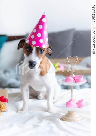 photo of cute jack russel terrier in Birthday hat 30822330