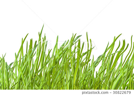 green onion on the white background green onion on the white background 30822679