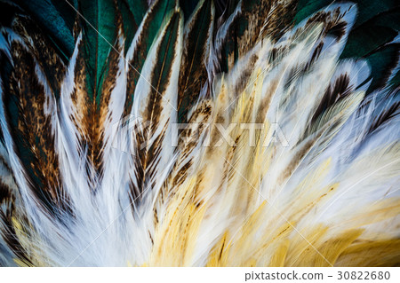 Bright colorful feather group of some bird Bright colorful feather group of some bird 30822680