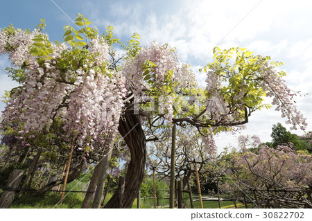Yokosuka Shobuen Garden lipstick wisteria 30822702