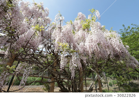 Yokosuka Shobuen Garden lipstick wisteria 30822826