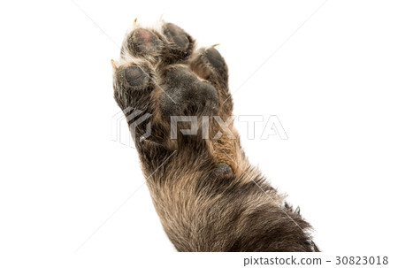 Puppy isolated Puppy isolated 30823018