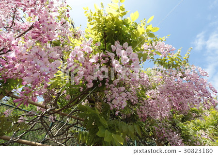 Yokosuka Shobuen Garden lipstick wisteria 30823180