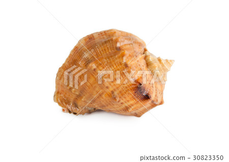 seashell isolated on white background 30823350
