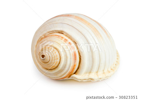 seashell isolated on white background 30823351