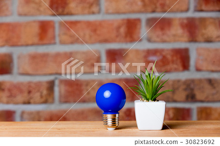 plant and bulb plant and bulb 30823692