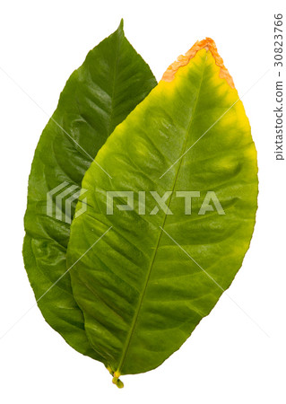 Lemon Leaf 30823766