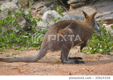 Red-necked wallaby, or Macropus rufogriseus Red-necked wallaby, or Macropus rufogriseus 30824108